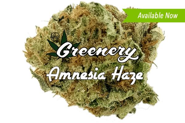Amnesia Haze Marijuana strain Durango CO