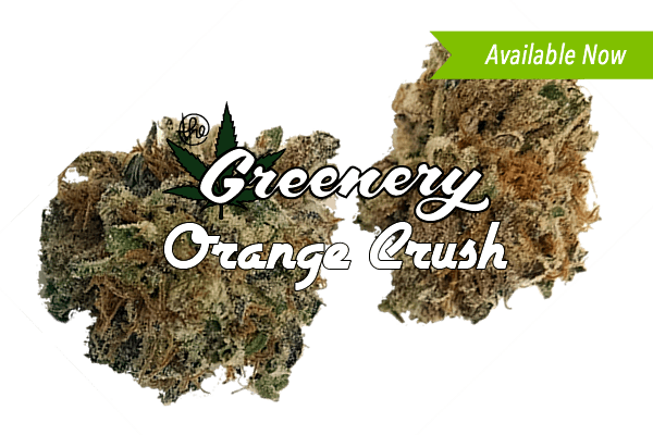 Orange Crush Marijuana strain Durango CO