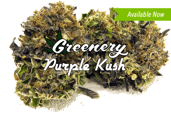 Purple Kush Marijuana strain Durango CO
