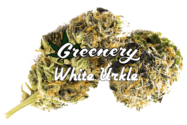 White Urkle