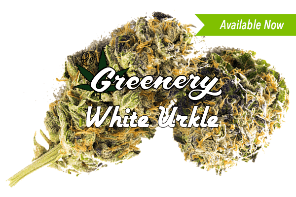 White Urkle
