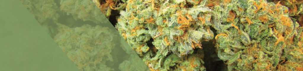 Durango CO Marijuana Blog