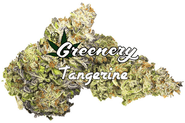 Tangerine Marijuana strain Durango CO