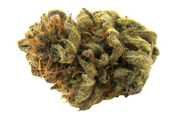 Arch Angel marijuana strain Durango CO