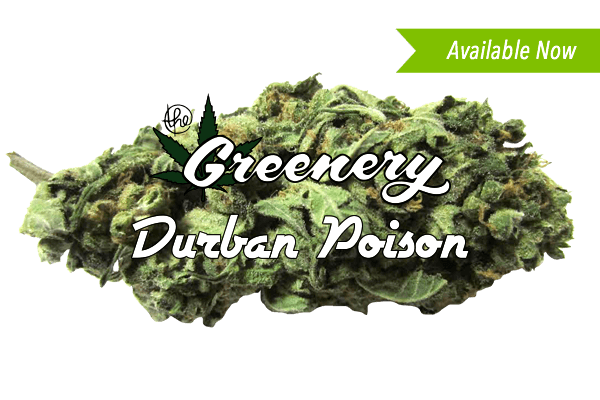 Durban Poison Marijuana strain Durango CO