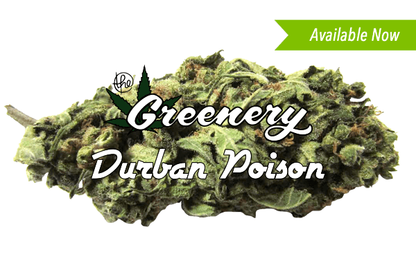 Durban Poison Marijuana strain Durango CO