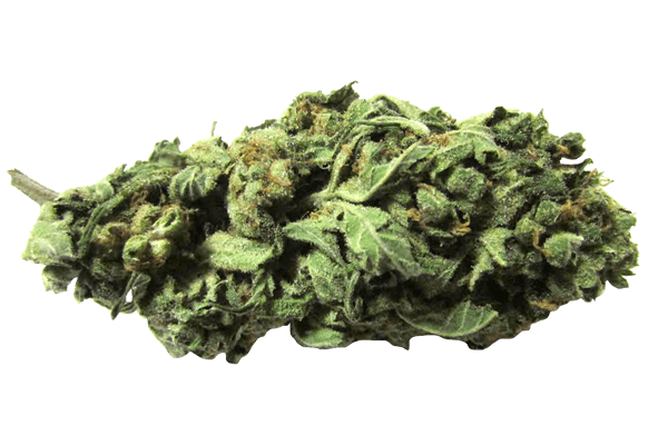 Durban Poison Marijuana strain Durango CO