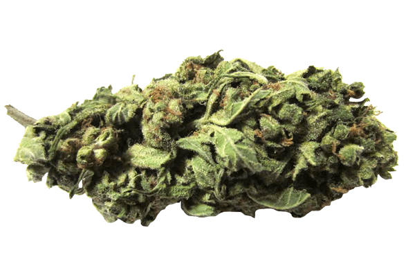 Durban Poison Marijuana strain Durango CO