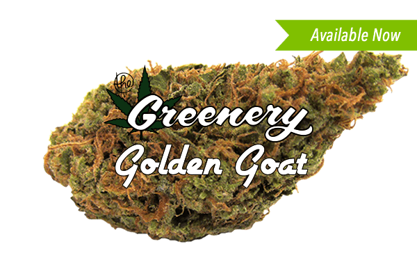 Golden Goat Marijuana Strain Durango CO