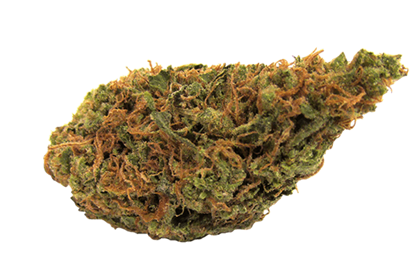 Golden Goat Marijuana Strain Durango CO