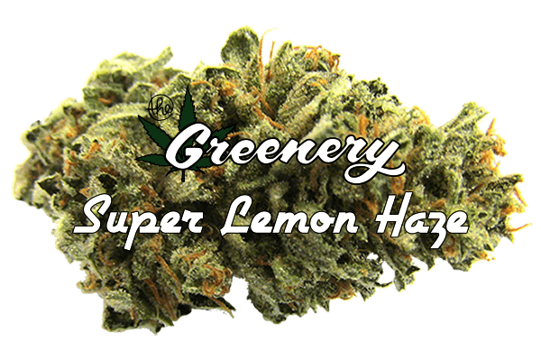 Super Lemon Haze Marijuana strain Durango CO