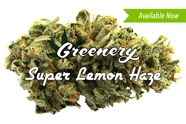 Super Lemon Haze Marijuana strain Durango CO
