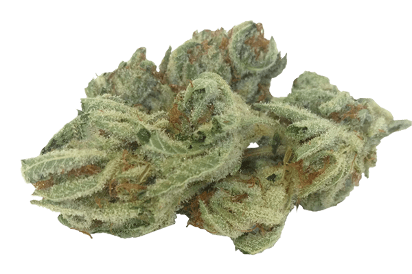 White FireOG Marijuana strain Durango CO