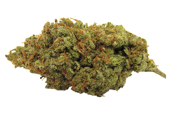 Jack Flash | Durango CO