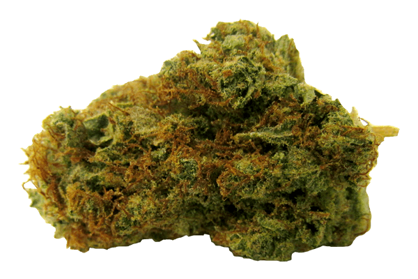 Nedband Caviar Durango CO