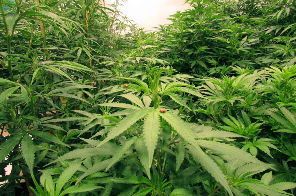 Recreational Marijuana in Durango CO
