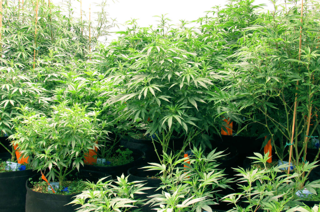 Recreational Marijuana in Durango Co