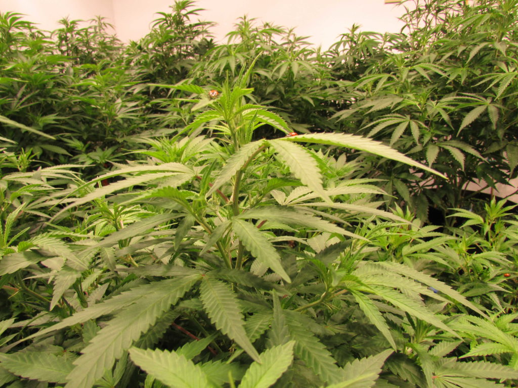 Recreational Marijuana - The Greenery Durango CO