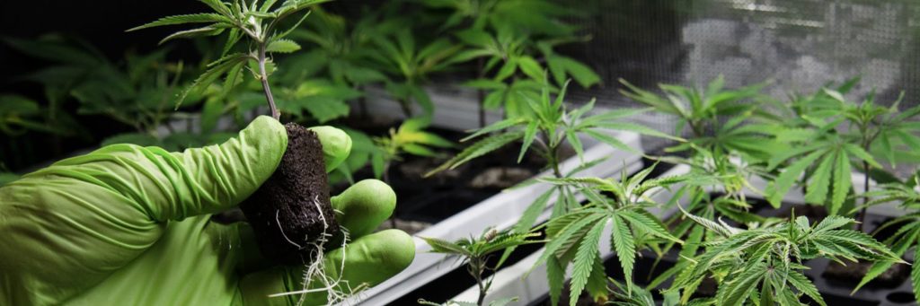 Marijuana cultivation facility at The Greenery in Durango, CO