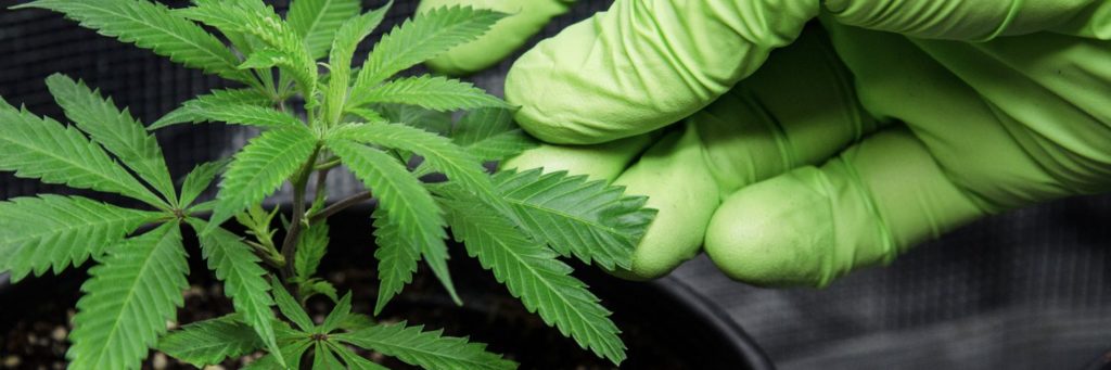 The Greenery recreational marijuana dispensary, Durango, CO