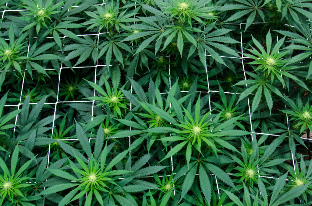 Greenery Grown hand-crafted cannabis