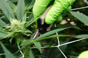 greenery grow, cannabis, marijuana, weed, pot, cultivation, durango dispensary, durango dispensaries