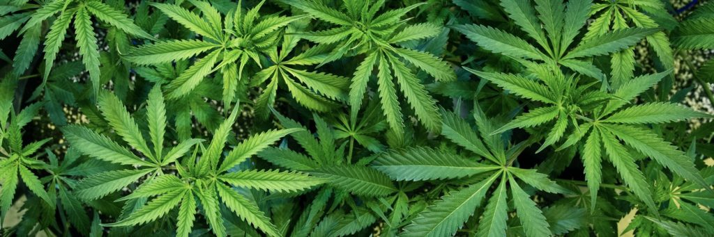 marijuana, buds, dispensary, durango, colorado