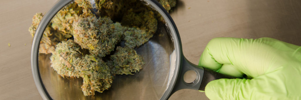 Dispensary, Durango dispensary, the greenery, the greenery Durango, dispensary Durango, cbd oil, dispensaries in Durango Colorado, dispensaries in Durango co, Durango co dispensary, marijuana dispensary, dispensary Durango co, learn about recreational marijuana, durango dispensary