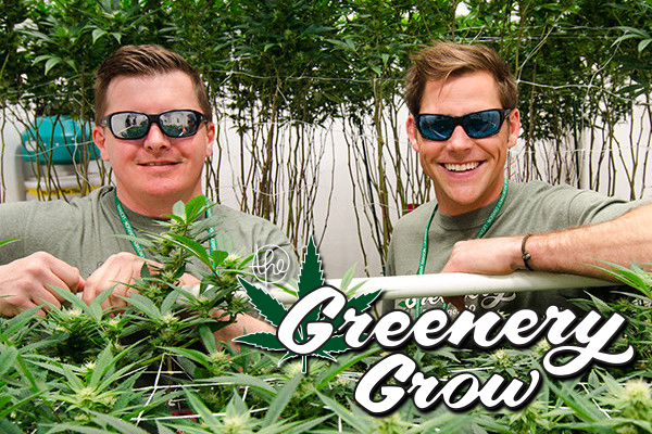 Dispensary, Durango dispensary, the greenery, the greenery Durango, dispensary Durango, cbd oil, dispensaries in Durango Colorado, dispensaries in Durango co, Durango co dispensary, marijuana dispensary, dispensary Durango co, Marijuana growing facility at The Greenery, Durango, CO