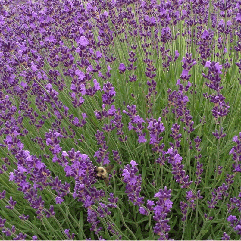 best buds, best dispensary, cannabis, cannabis terpenes, Caryophyllene, Colorado, colorado cannabis, colorado dispensary, colorado durango, colorado marijuana, dispensaries, dispensaries durango, dispensaries durango co, dispensaries in durango, dispensaries in durango co, dispensaries in durango colorado, dispensary, dispensary deal durango, dispensary deals, dispensary deals durango, dispensary discounts, dispensary durango, dispensary durango co, dispensary durango greenery, dispensary durango hash, dispensary near me, dispensary operating hours, dispensary terpenes, Durango, durango cannabis, durango co, durango co dispensary, durango co dispensary recreational, durango co top dispensary, durango colorado, durango colorado dispensary, durango dispensaries, Durango Dispensary, durango dispensary deals, durango dispensary discounts, durango dispensary durango, durango dispensary greenery, durango dispensary menu, durango dispensary recreational, durango greenery, durango greenery dispensary, durango marijuana, durango strains, durango top rated dispensary, durango weed, Limonene, marijuana, marijuana blog, marijuana dispensary, menu durango dispensary, Myrcene, Pinene, recreational dispensaries in durango colorado, recreational marijuana, Southwest Colorado Dispensary, terpene, terpenes, Terpinolene, The Greenery, the greenery colorado, the greenery dispensary, the greenery durango, the greenery durango dispensary, the greenery menu, top ranking dispensary durango, top rated dispensary durango, we’re your best buds